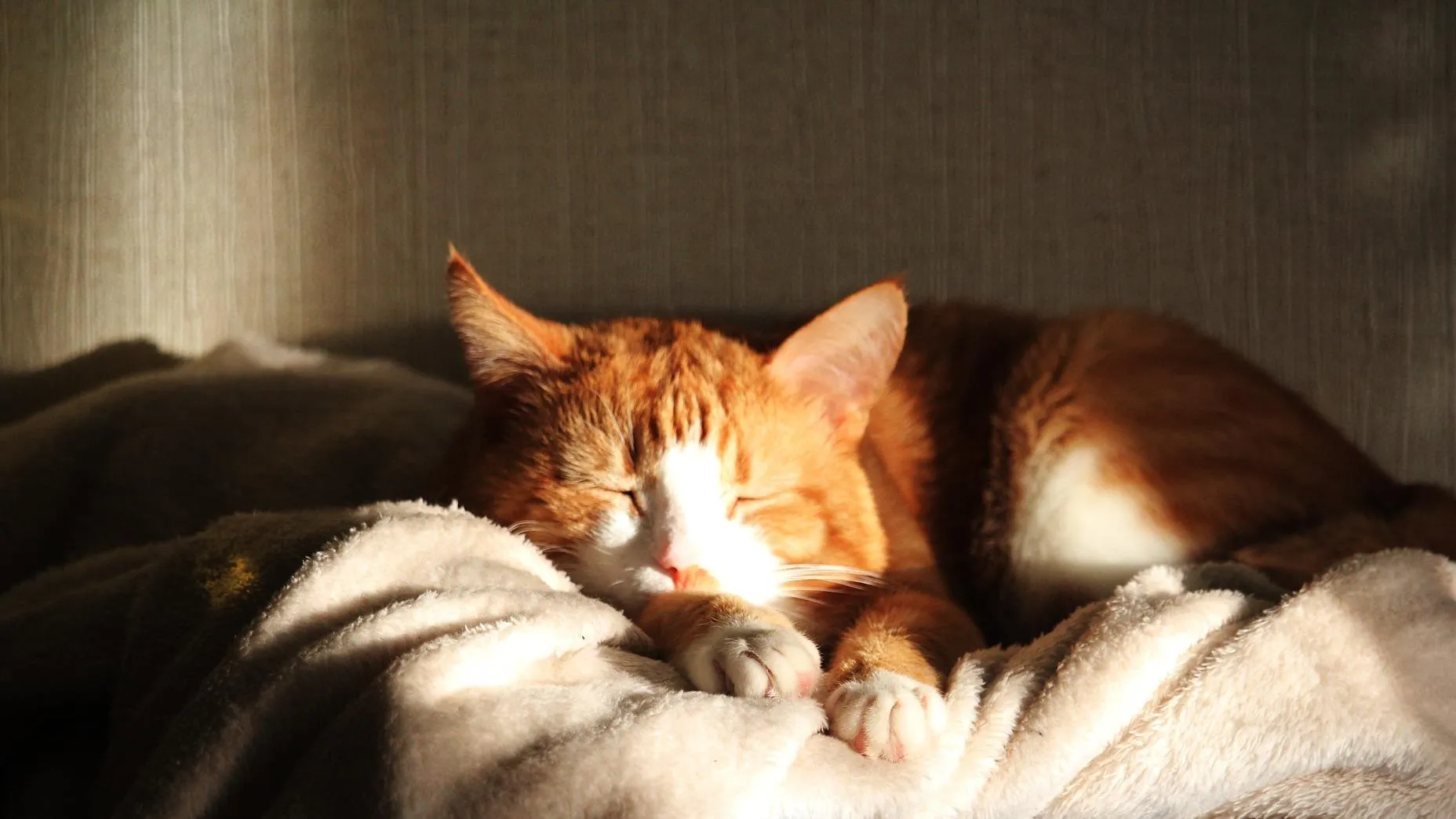 До 22 градусов тепла ожидается в Московском регионе в воскресенье