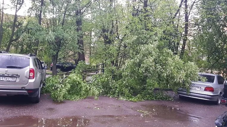 В поселке Подольска из‑за сильного ветра упало дерево