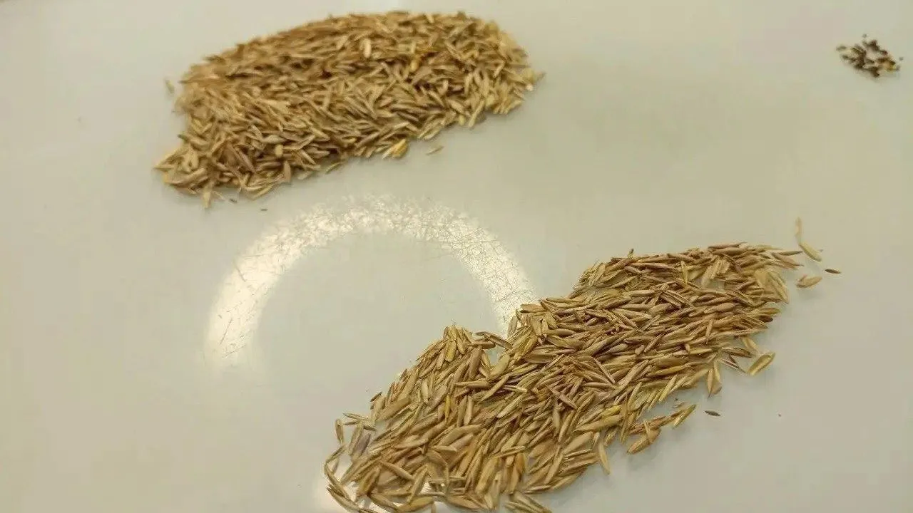 Специалисты ЦОК АПК проверили семена газонных трав для Бангладеш