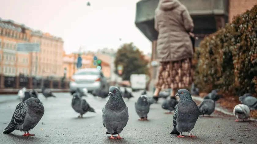 Голуби боятся женщин сильнее мужчин: ученые выяснили неожиданную причину
