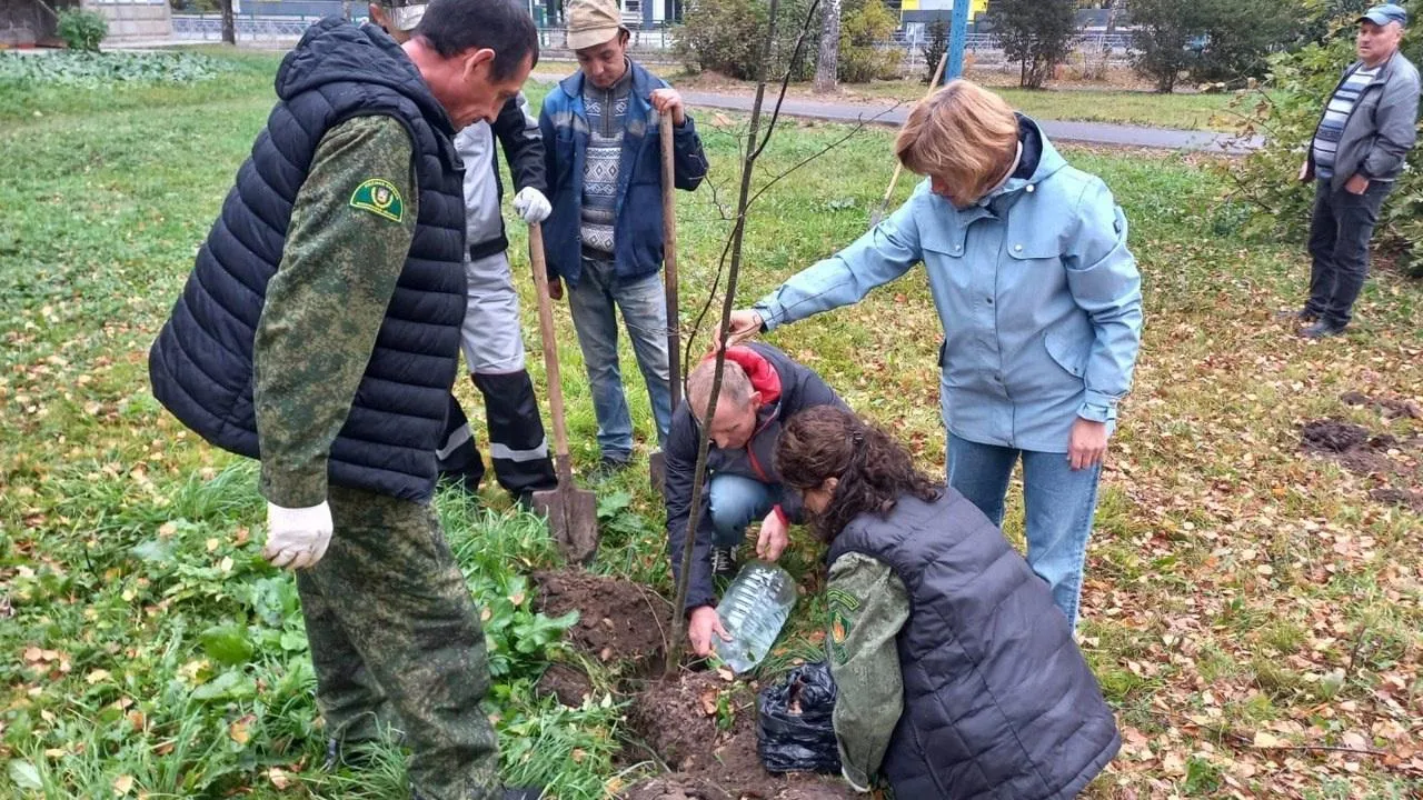 Липовую аллею высадили в поселке Запрудня Талдомского округа