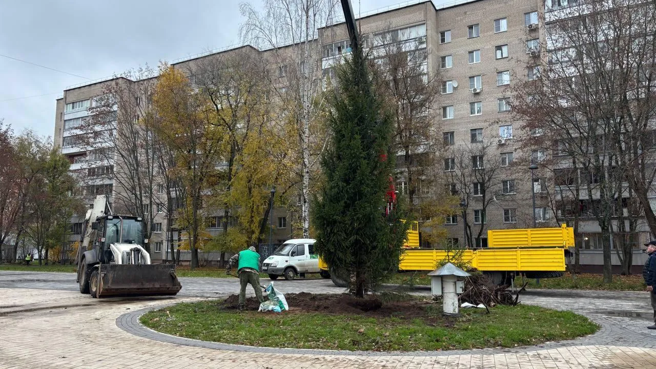 К новогодним праздникам в обновленном сквере в Дубне высадили живую семиметровую ель