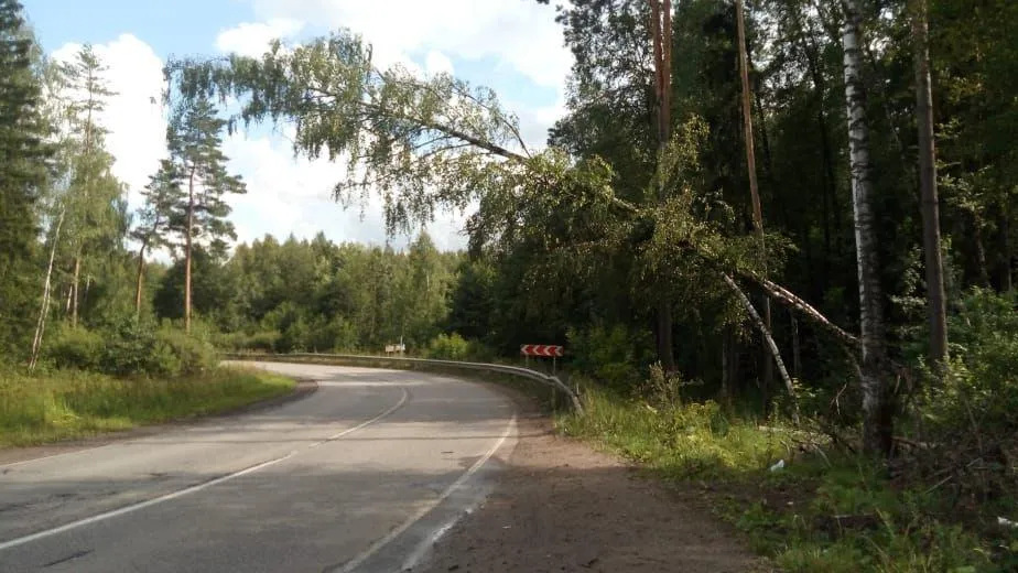 Поваленные деревья убрали с дороги в микрорайоне Заря в Балашихе по просьбе жителя