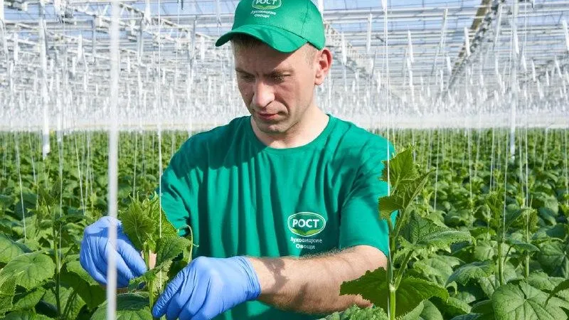 В Луховицах построили тепличный комплекс