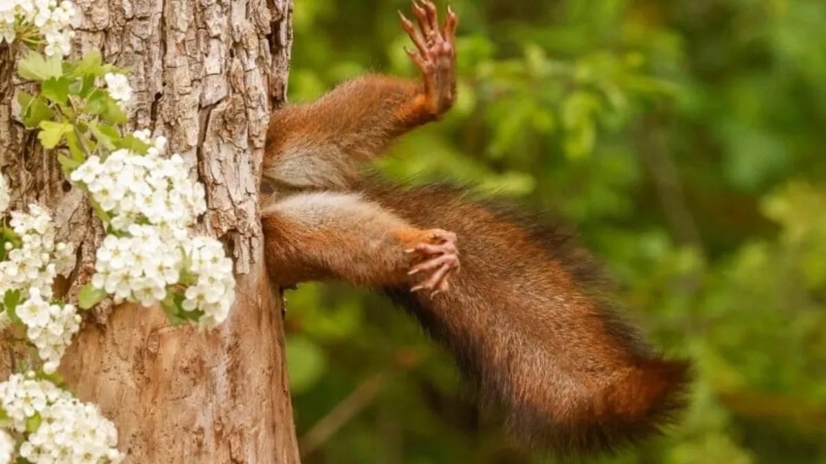 Лучшим фото конкурса Comedy Wildlife Photography Awards стал кадр с белкой