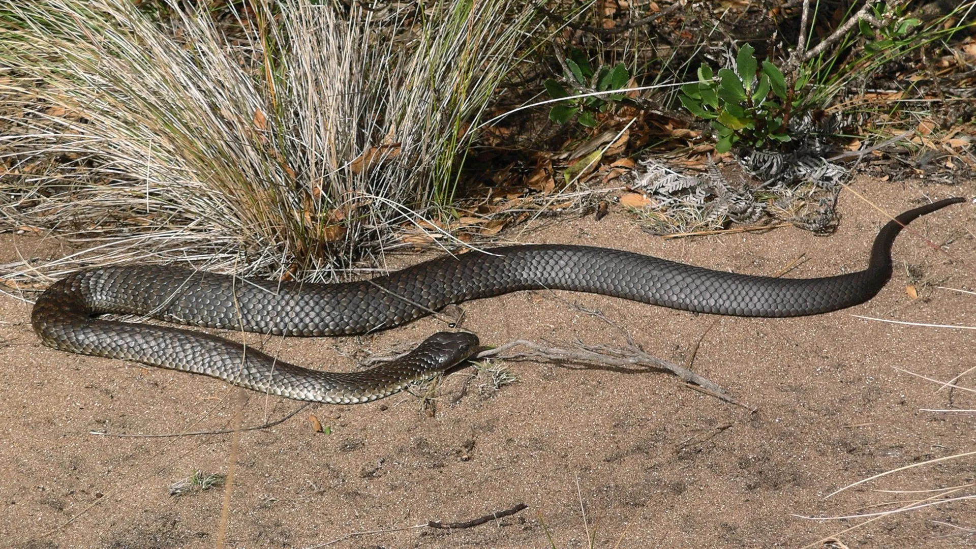 11-летняя девочка в Австралии пережила укус одной из самых ядовитых змей в мире