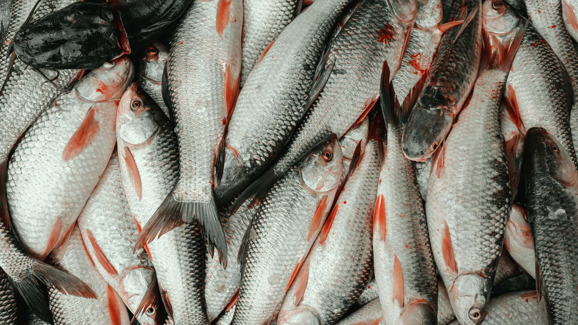 ФАС России проводит анализ цен на рыбную продукцию