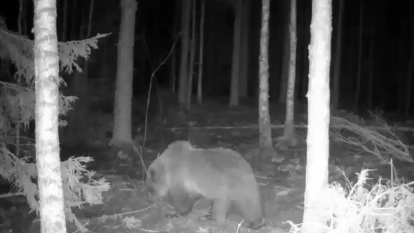 Видео: в Воротынском округе Нижегородской области фотоловушка сняла медведя