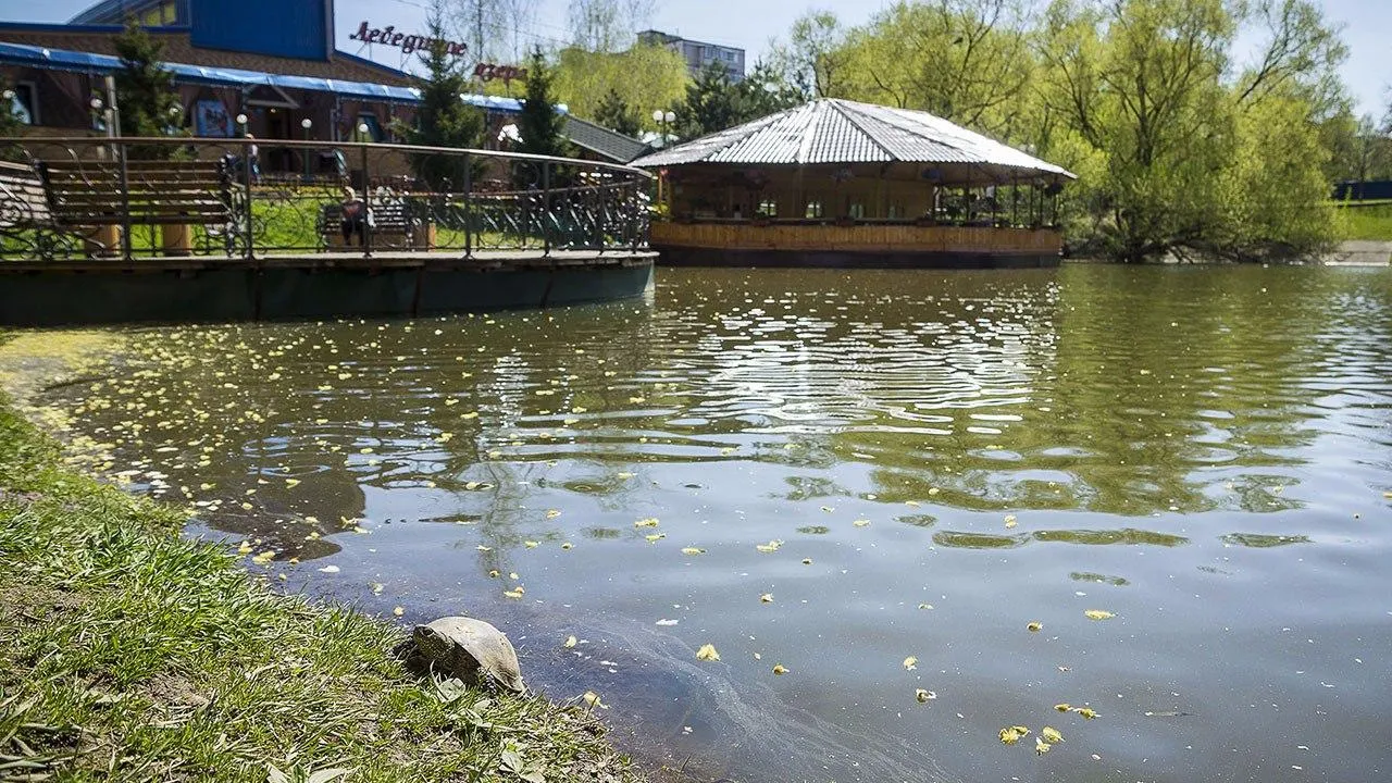 В Барашкинском пруду в Химках поселились болотные черепахи