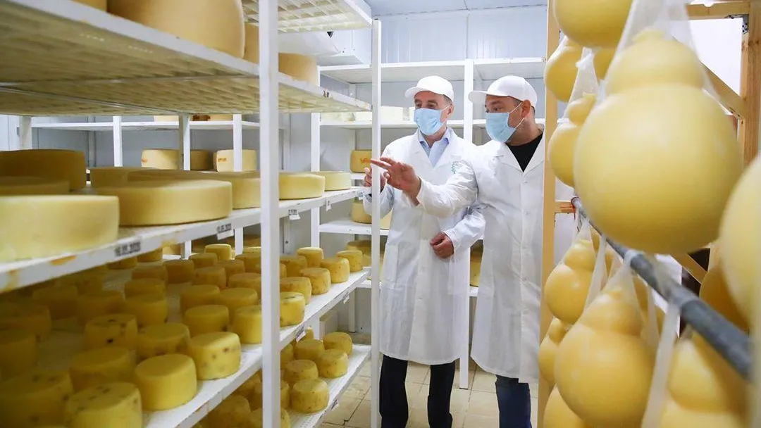 Порядка 600 кг продукции в сутки выпускает сыроварня в Люберцах