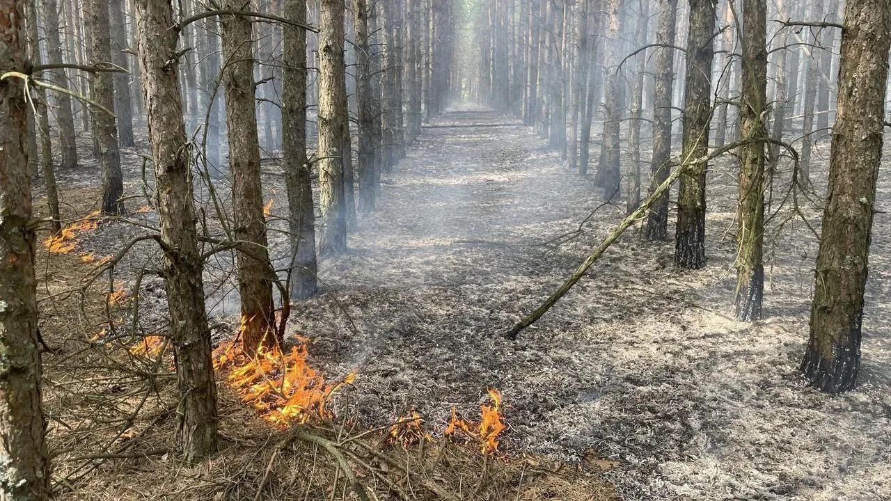 В среду на большей части Подмосковья ожидается IV класс пожарной опасности