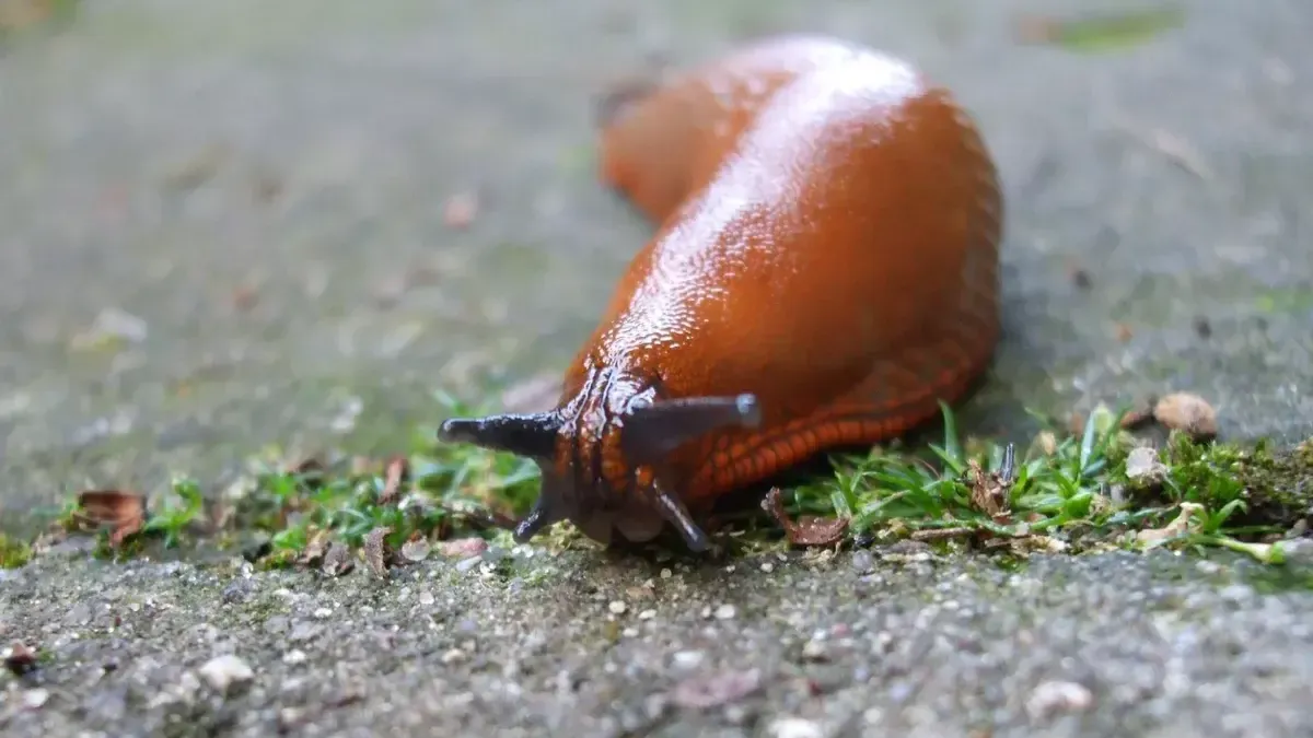 Уже не залетный гость: как бороться с массовым нашествием испанских слизней