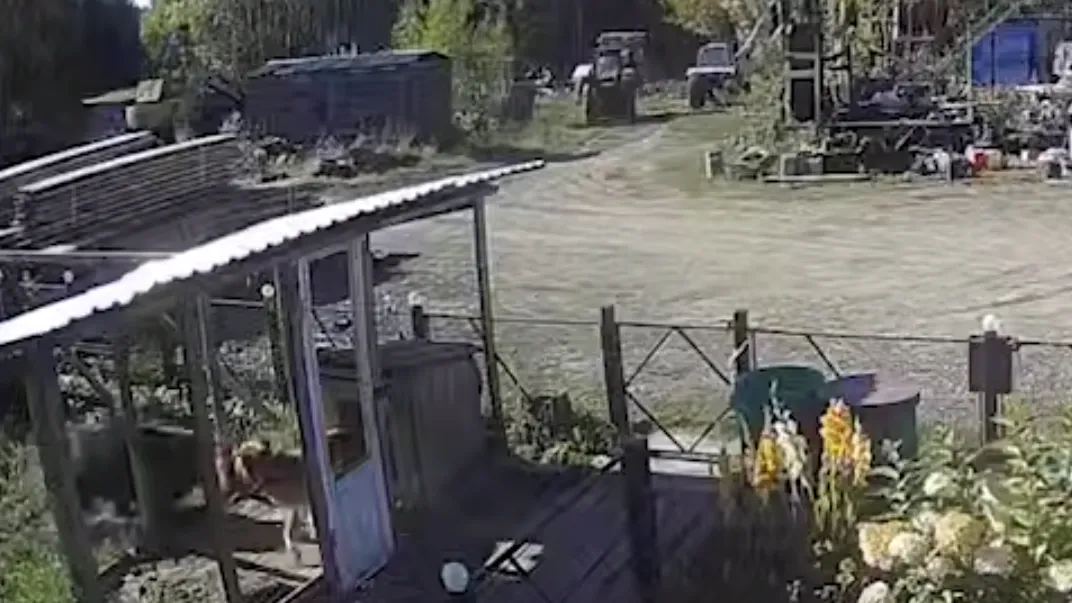 Жесткие кадры: схватка медведя и собаки под Красноярском попала на видео