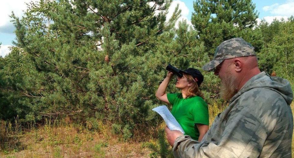 Специалисты оценили будущий урожай семян сосны в Орехово-Зуевском лесничестве