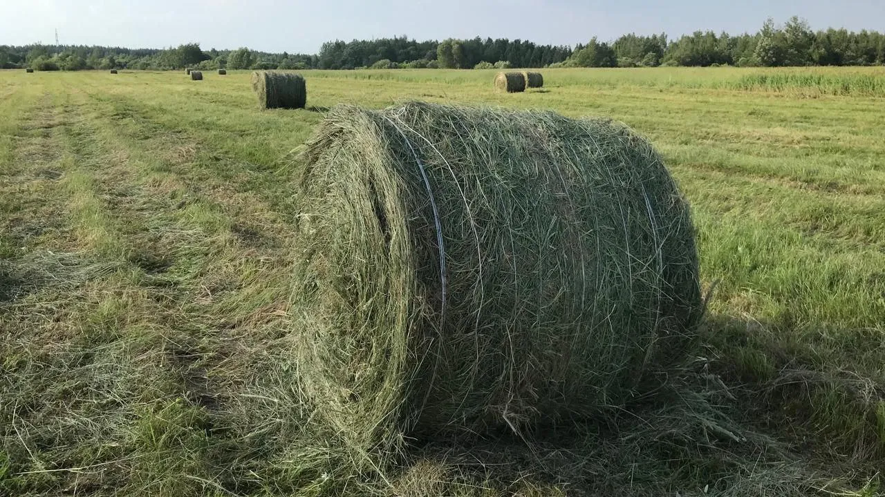 Фермер из Орехово-Зуева получил землю для ведения сельского хозяйства
