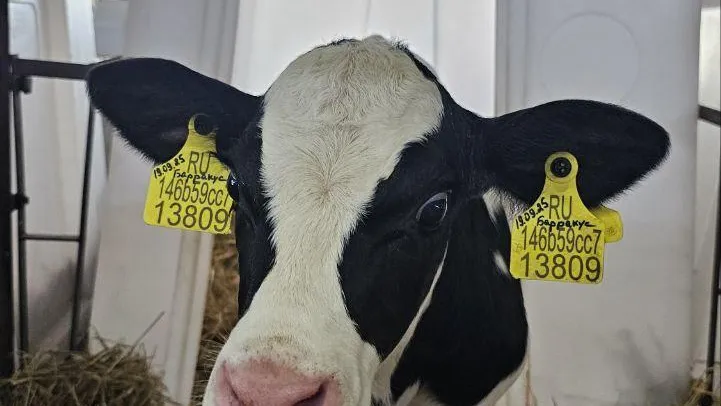 Предприятие из Озер вошло в топ-30 самых эффективных молочных хозяйств РФ