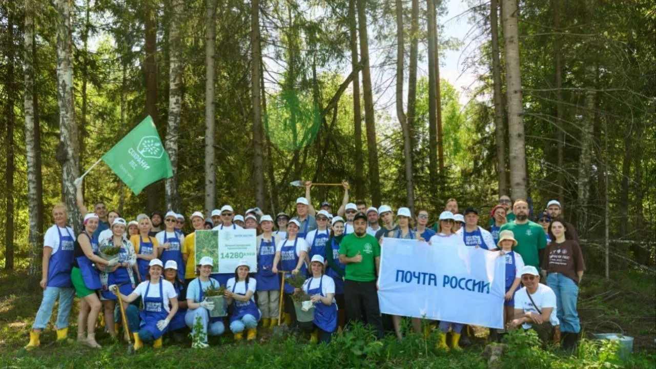 В Подмосковье высадили 15 тысяч елей в «Почтовом лесу»