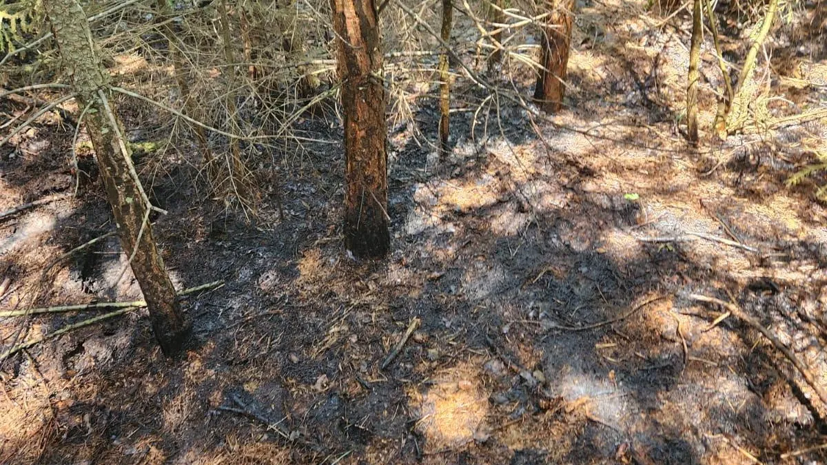 В Раменском округе ликвидировали лесной пожар