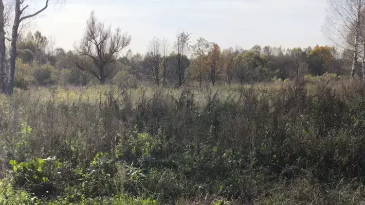 В Талдомском округе реализован на торгах самый бюджетный участок за неделю