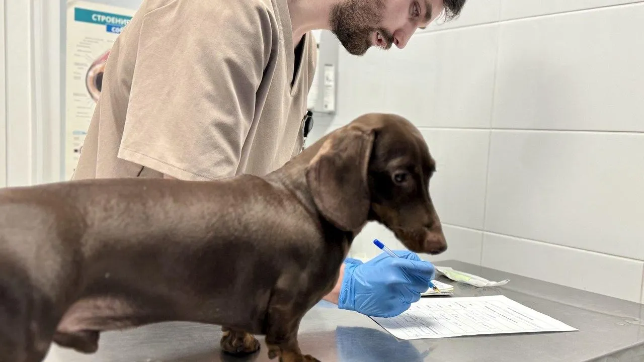 Госветклиники Подмосковья продолжат работу 7–9 марта