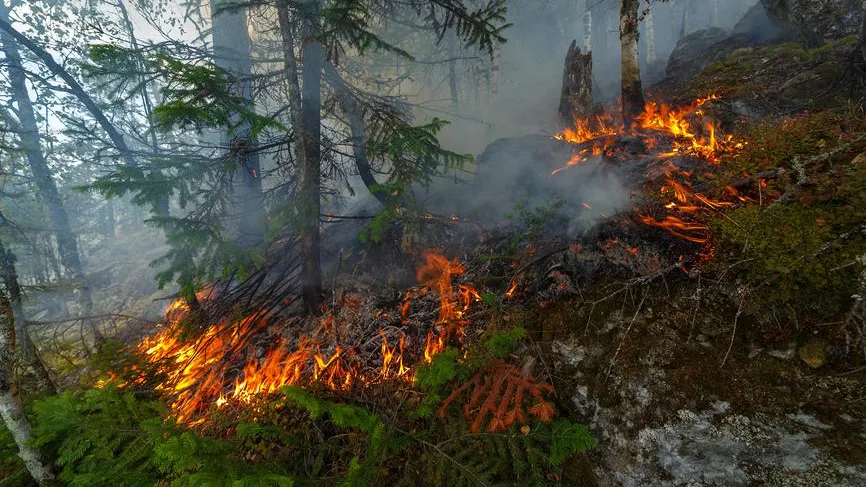 В Свердловской области могут увеличить штрафы для виновников лесных пожаров