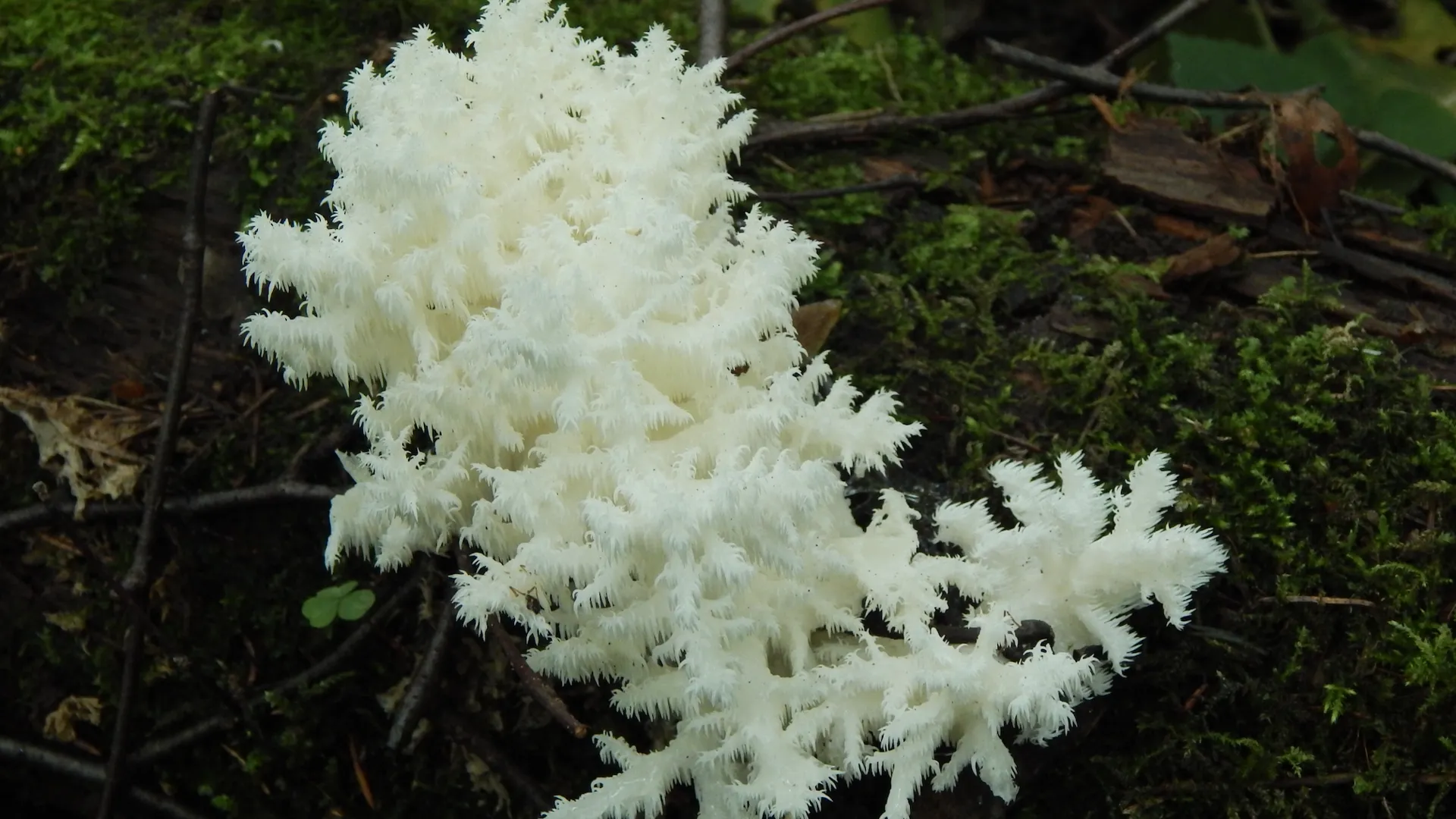 В Подмосковье ввели штрафы за сбор краснокнижных грибов