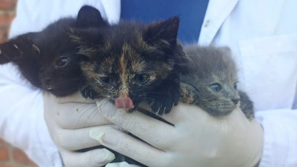 Госветслужба Подмосковья спасла 3 котят из моторного отсека машины