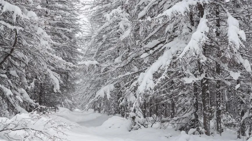 Ледяная могила: охотник и маленький сын обрели смерть в сибирском лесу