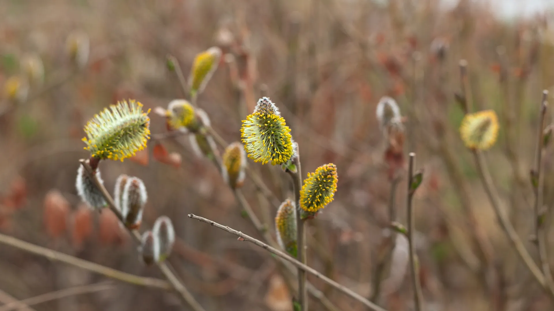 13-градусное тепло ожидается в Московском регионе в воскресенье