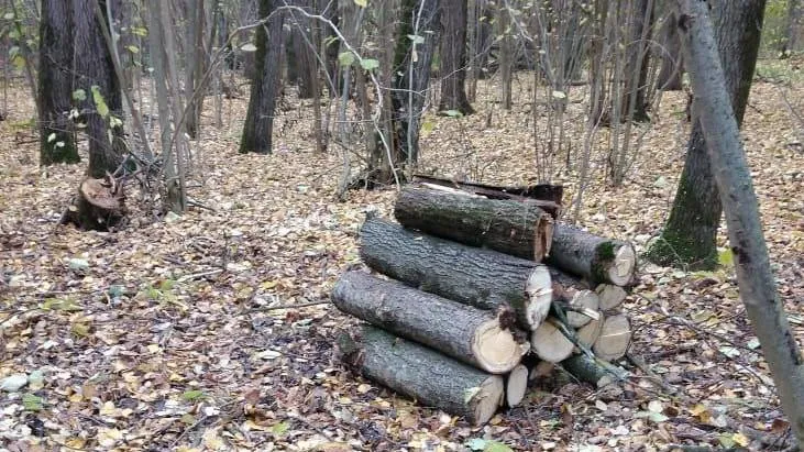 В округе Пушкинский стартовала уборка неликвидной древесины в лесах