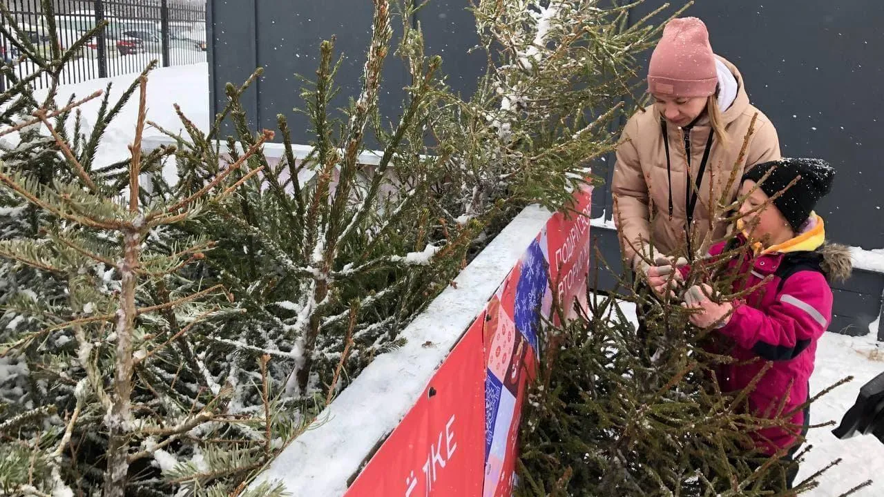 120 тонн древесины сдали участники акции «Подари елке вторую жизнь» в Подмосковье