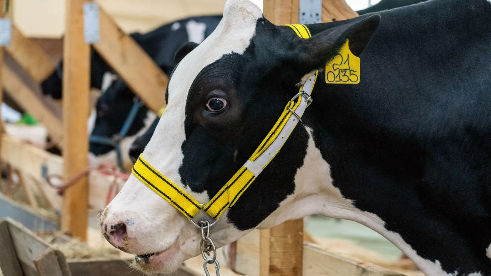 В Подмосковье с 1 марта начнется обязательная регистрация племенных животных в ФГИАС ПР