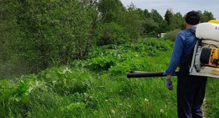 Стало известно, где в Шаховской будут уничтожать борщевик в последние дни июля