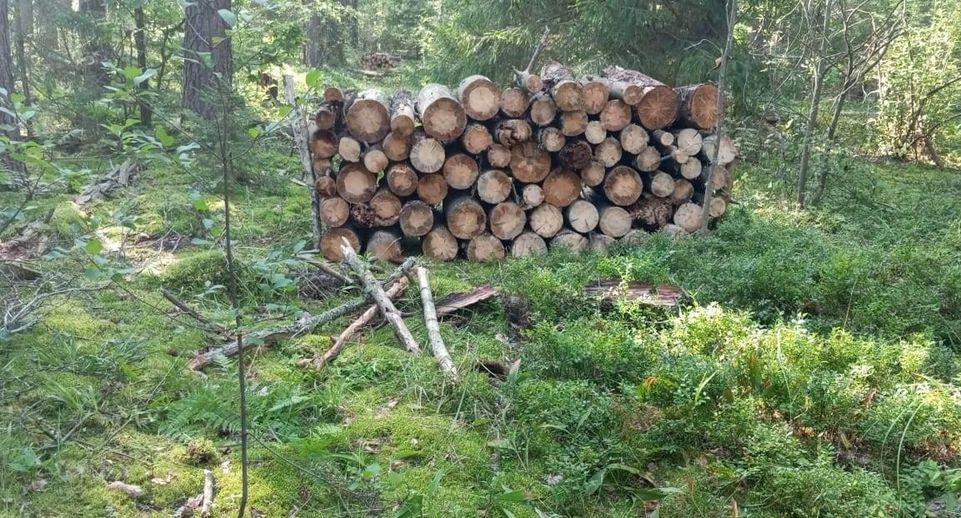 Вблизи деревни Епифановская округа Шатура убирают неликвидную древесину