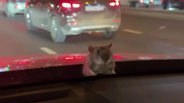 Видео: крыса вылезла из-под капота машины в Москве прямо во время движения