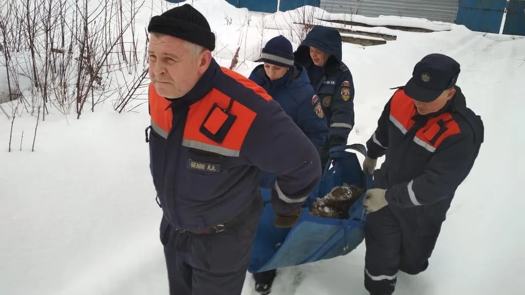 В Подмосковье спасли из снежного плена рожающую собаку