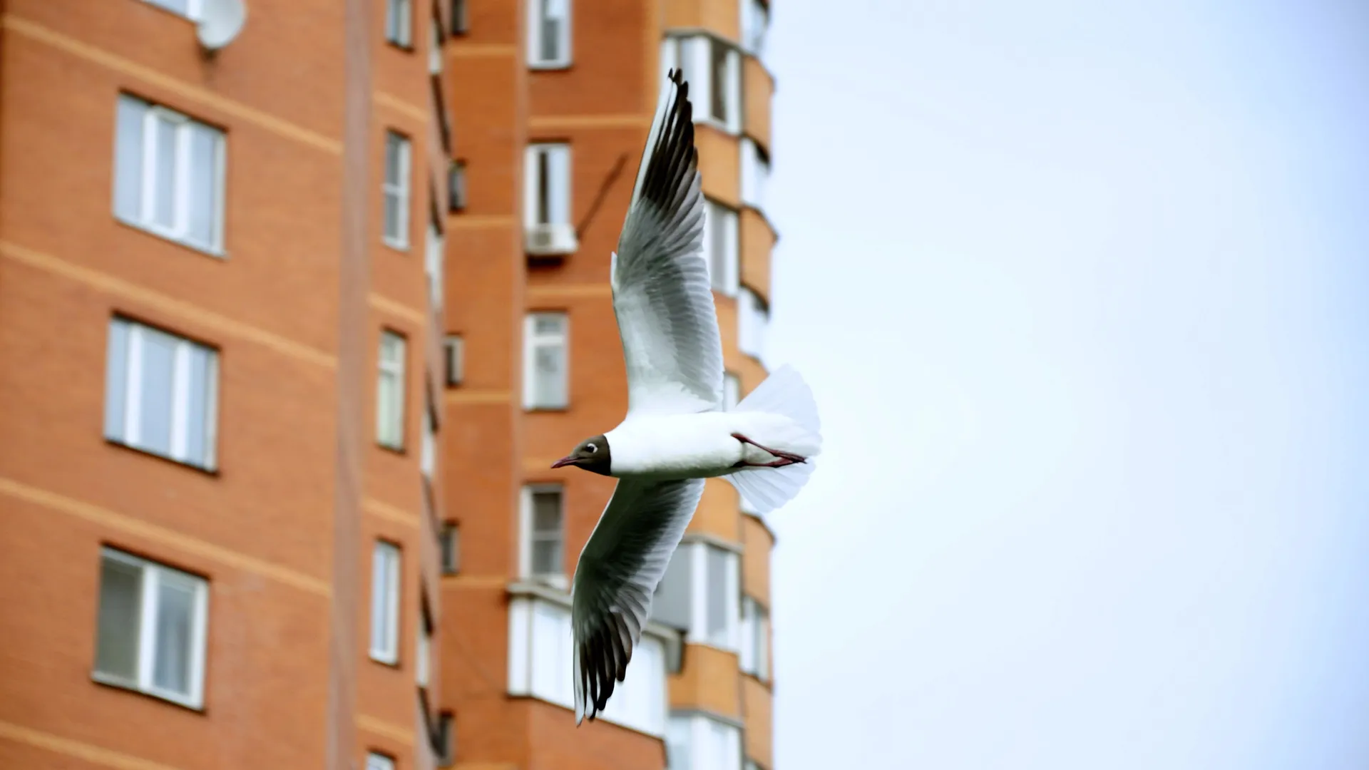 Чайки захватывают Москву: жители все чаще жалуются на агрессивных и наглых птиц
