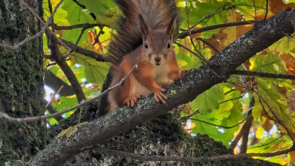 Жителям Подмосковья рассказали, как белки готовятся к морозам