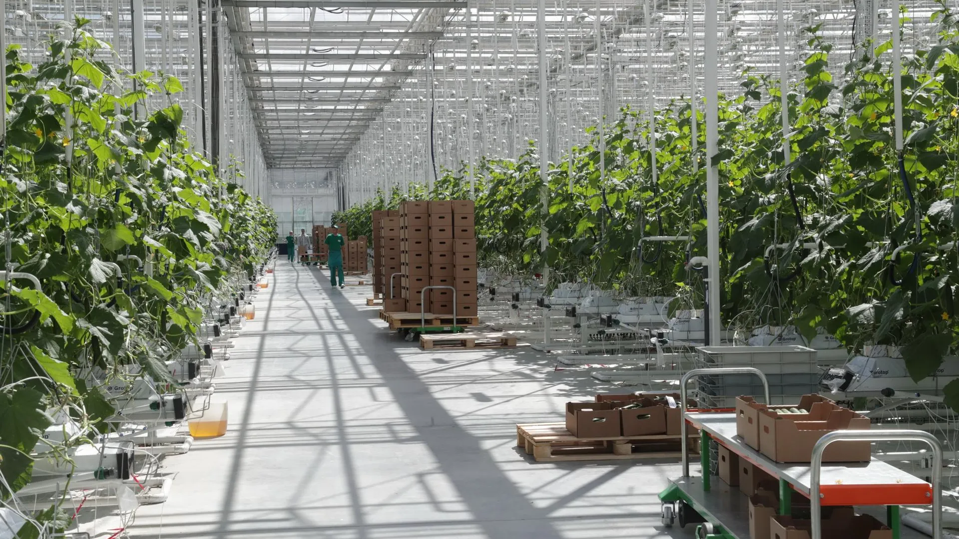 Продажи первых томатов, выращенных в агрокомплексе в Электростали, начнутся в октябре