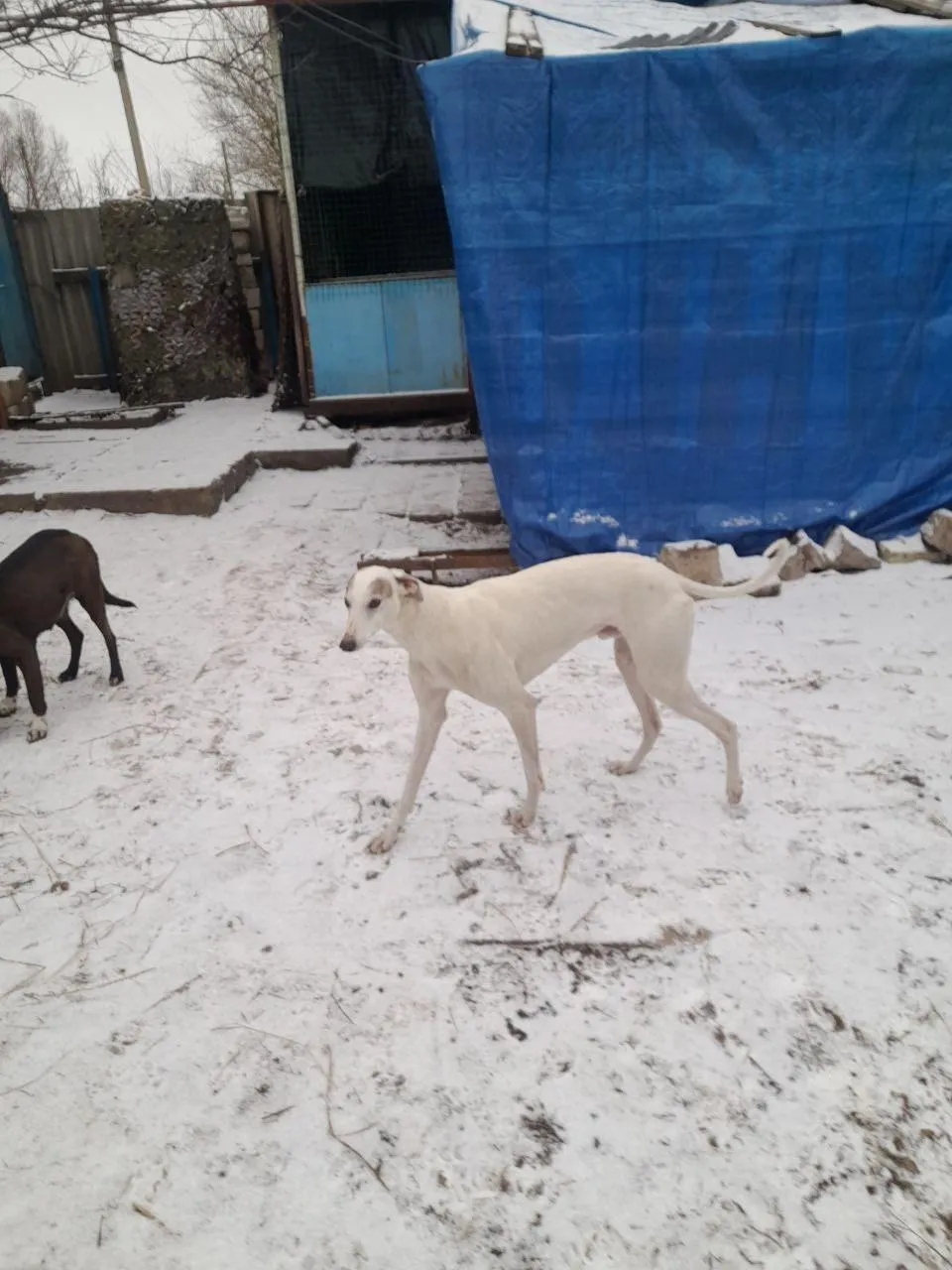 Приют «Помоги другу»