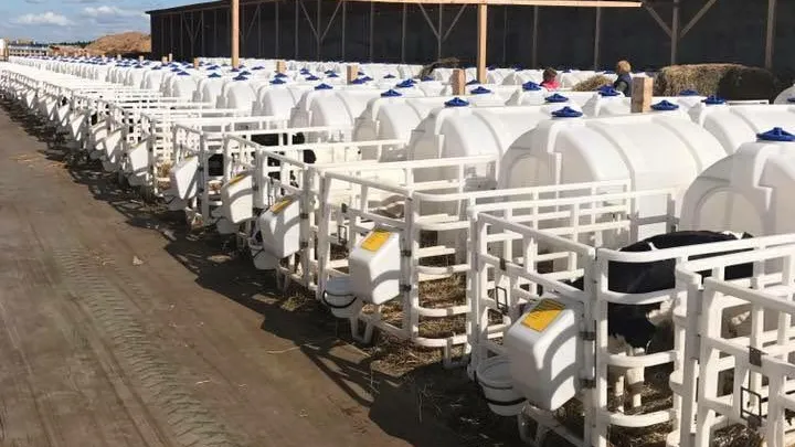 Число телят на молочном комплексе в Волоколамском районе увеличилось до 500