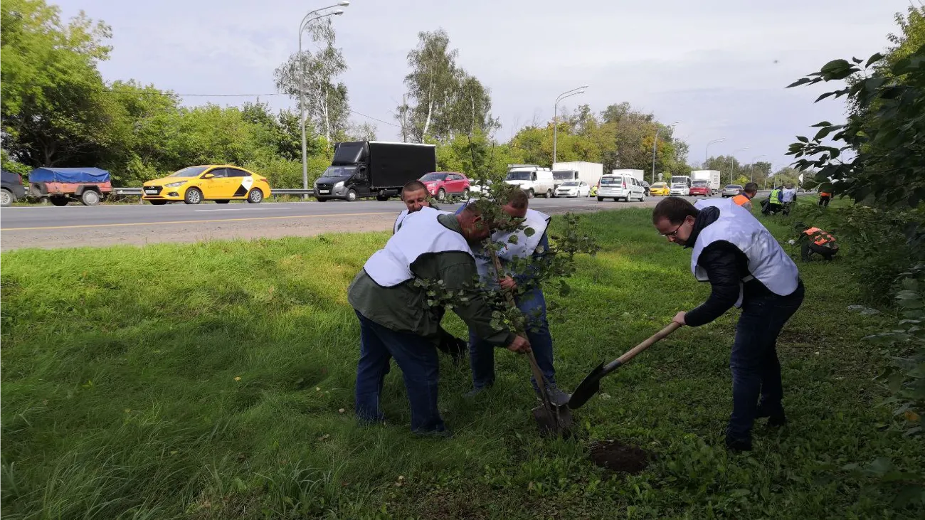 Порядка 700 деревьев и кустарников высадили вдоль вылетных магистралей в Подмосковье