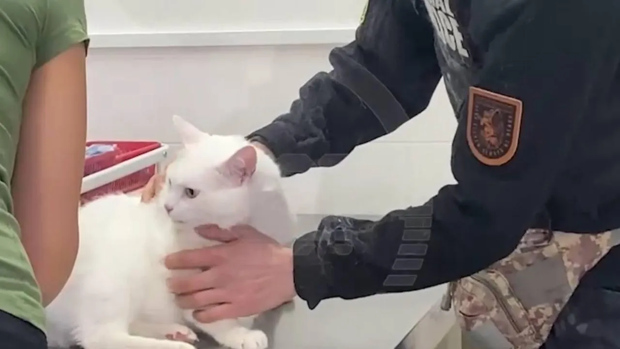 Кота, находившегося неделю за закрытой дверью в Щербинке, осмотрели ветеринары