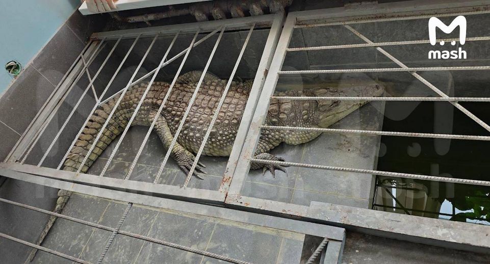 Жители Обнинска бьют тревогу из-за крокодила в редакции