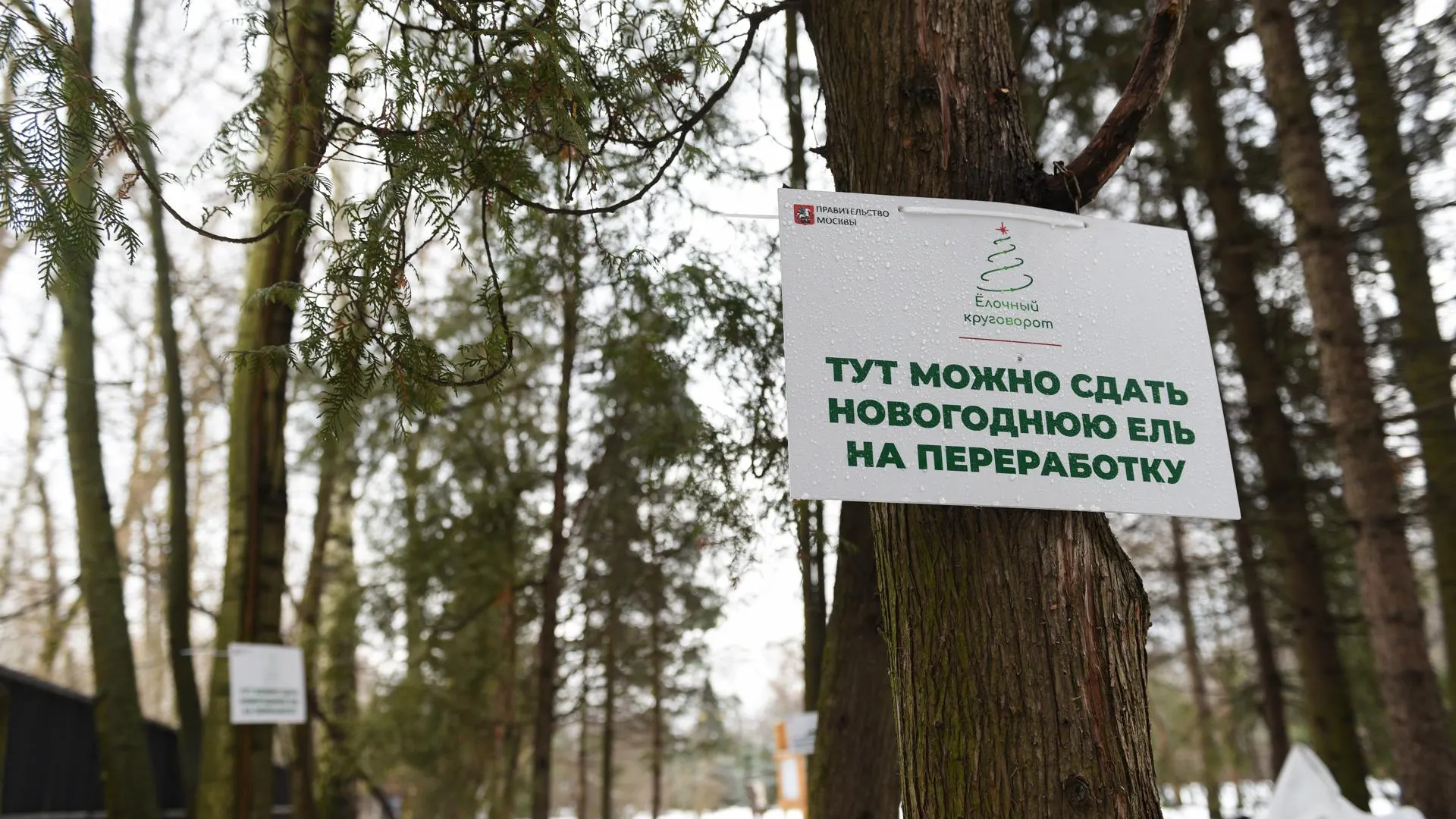 Более 100 кубометров елей собрали на переработку в Красногорске