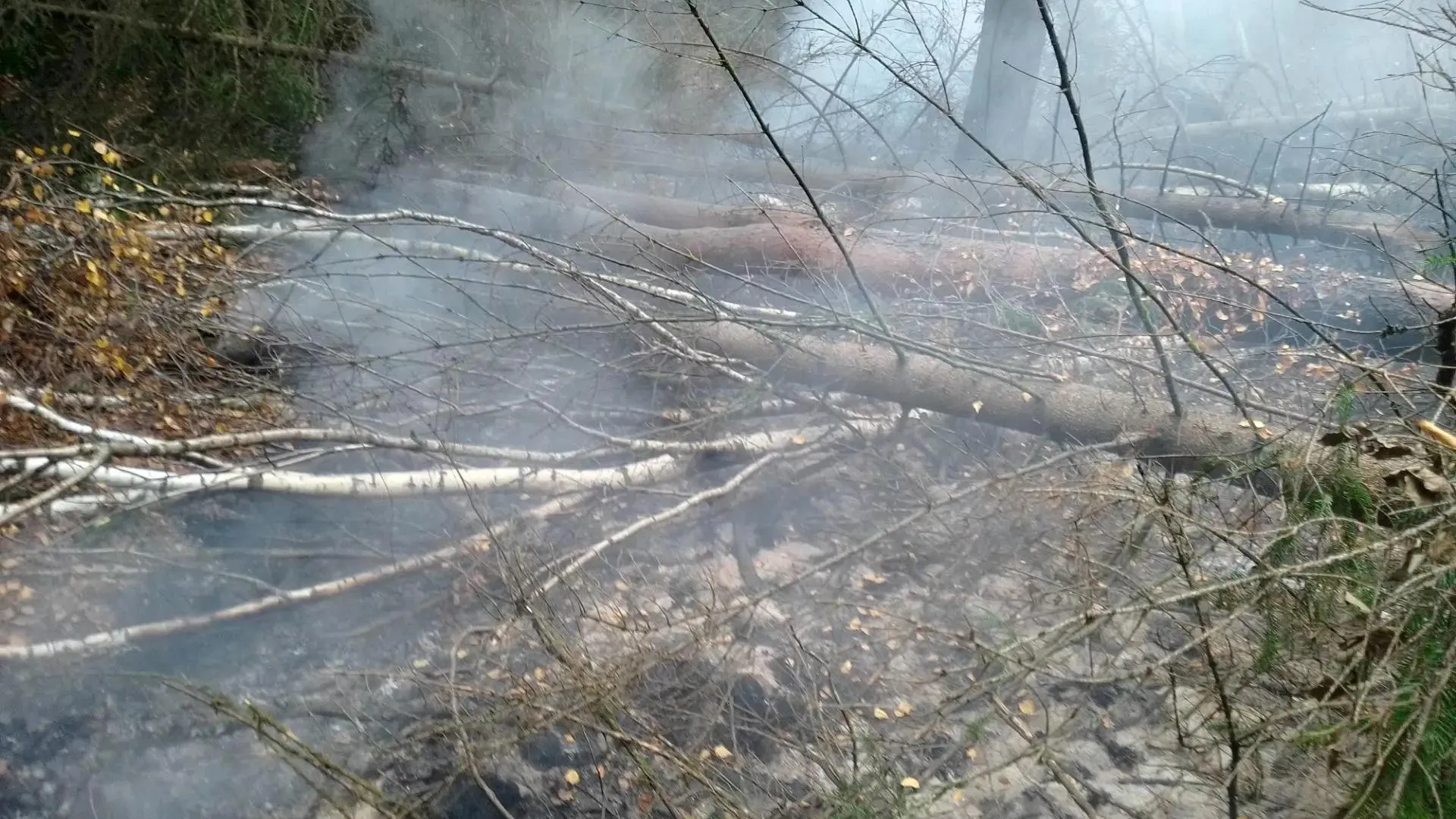В Раменском ликвидировали торфяной пожар