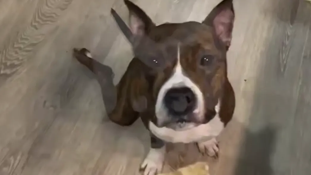 Парализовало лапы: пес стал инвалидом после кастрации в Подмосковье