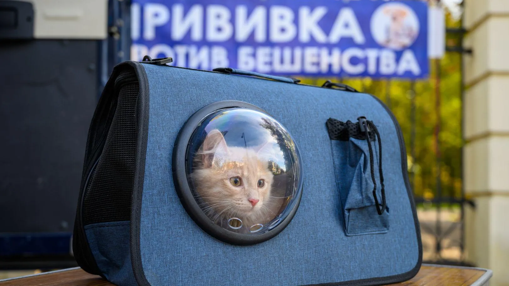 В Подмосковье утвердили график выездной вакцинации животных