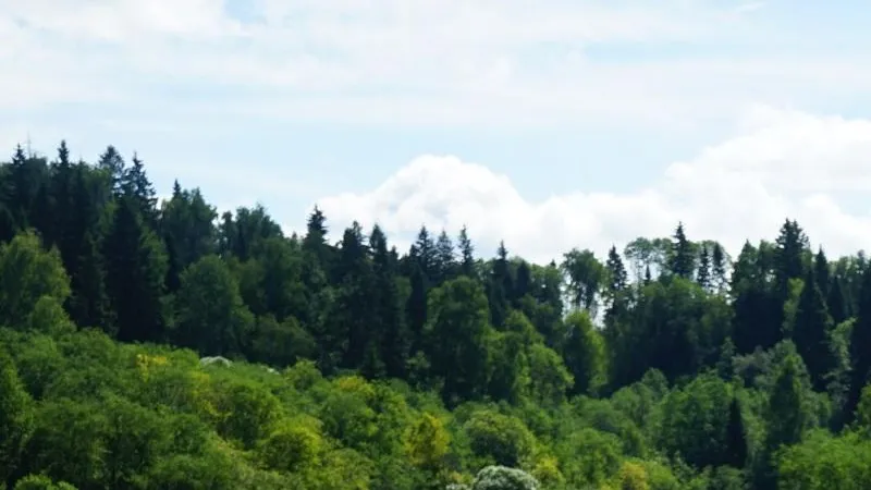 Заказник «Дубровицкий лес» в округе Подольск отчистят от неликвидной древесины