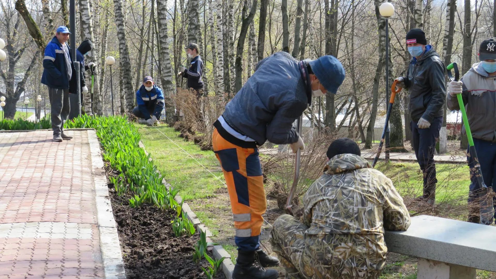 200 кустов спиреи высадили на мемориале в Красногорске